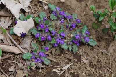f:id:hp2:20110410102738j:image