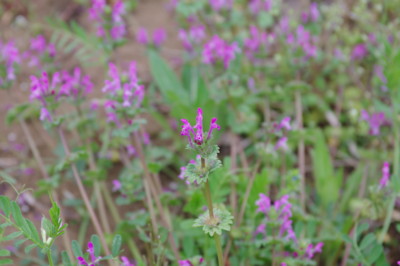 f:id:hp2:20110410110406j:image