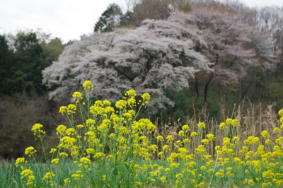 f:id:hp2:20110410111415j:image