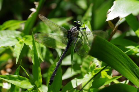 f:id:hp2:20110710101401j:image