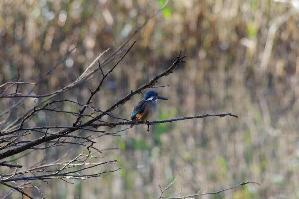 f:id:hp2:20131117205637j:image