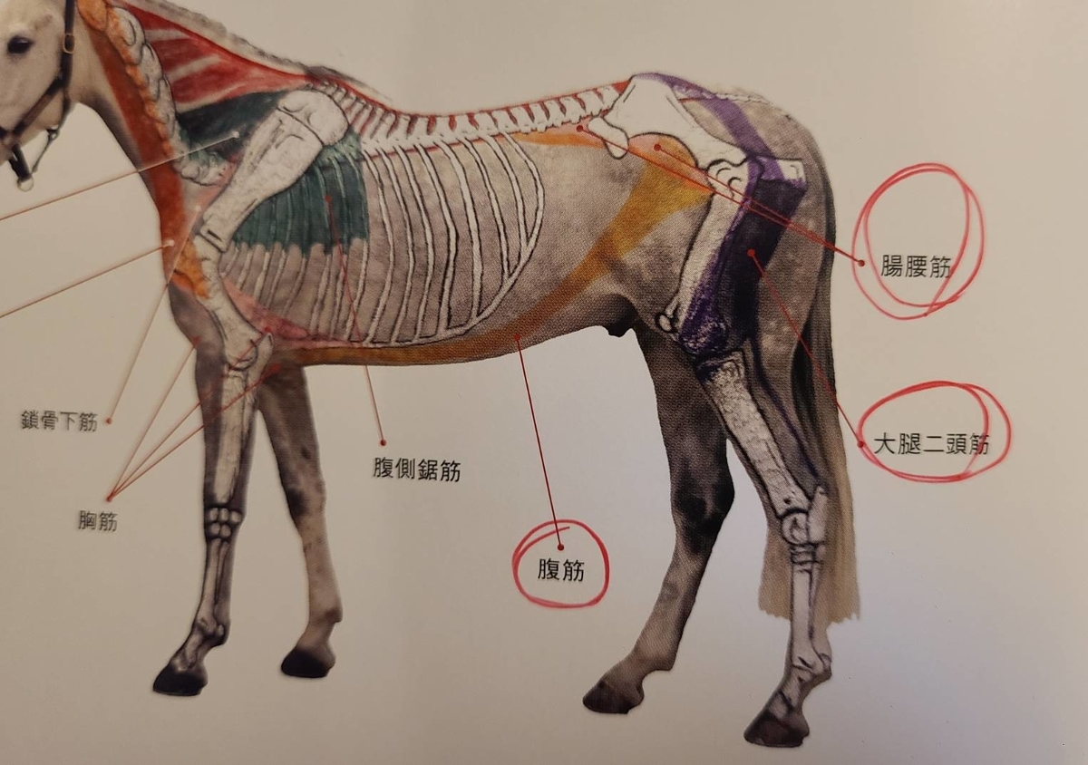 乗馬に必要な筋肉 – 馬の骨格図 – 馬術選手に筋力トレーニングが必要な理由① 体幹編 – TDYARW