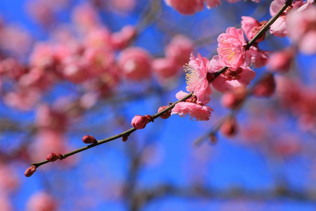 f:id:hrhsmto:20190308214840j:plain f:id:hrhsmto:20190308214840j:plain
