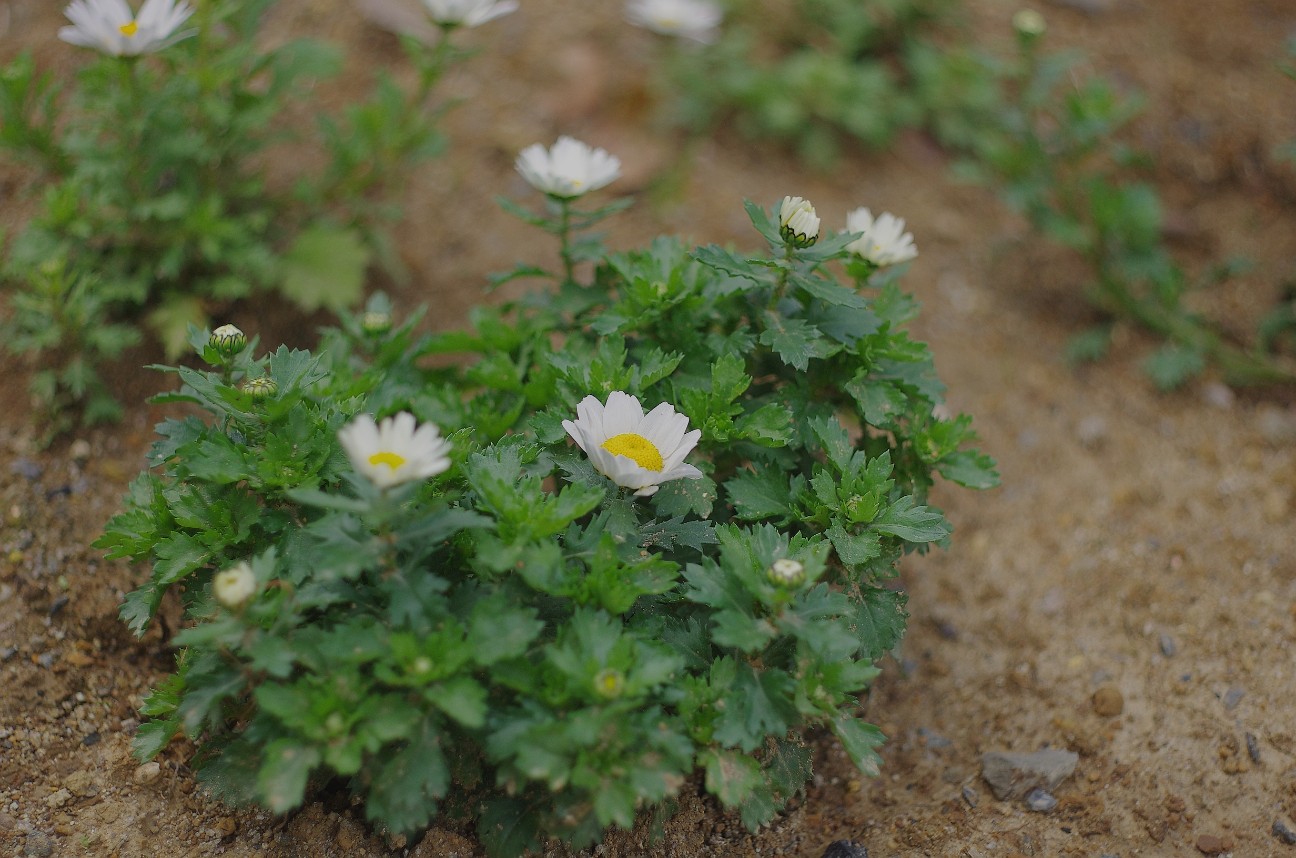 f:id:hrhsmto:20190325102639j:plain