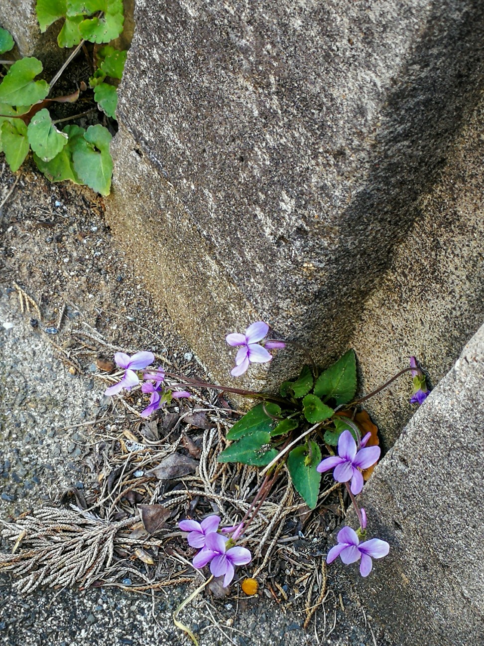 f:id:hrhsmto:20190326223915j:plain