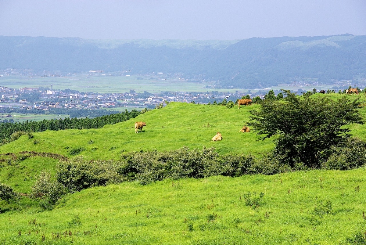 牧草地に放牧される阿蘇のあか牛