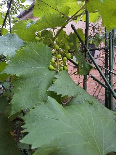 f:id:hrkhogitivu:20200626220252j:image