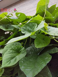 f:id:hrkhogitivu:20200626220530j:image