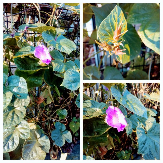 f:id:hrkhogitivu:20201123141839j:image