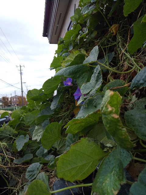 f:id:hrkhogitivu:20201123141928j:image