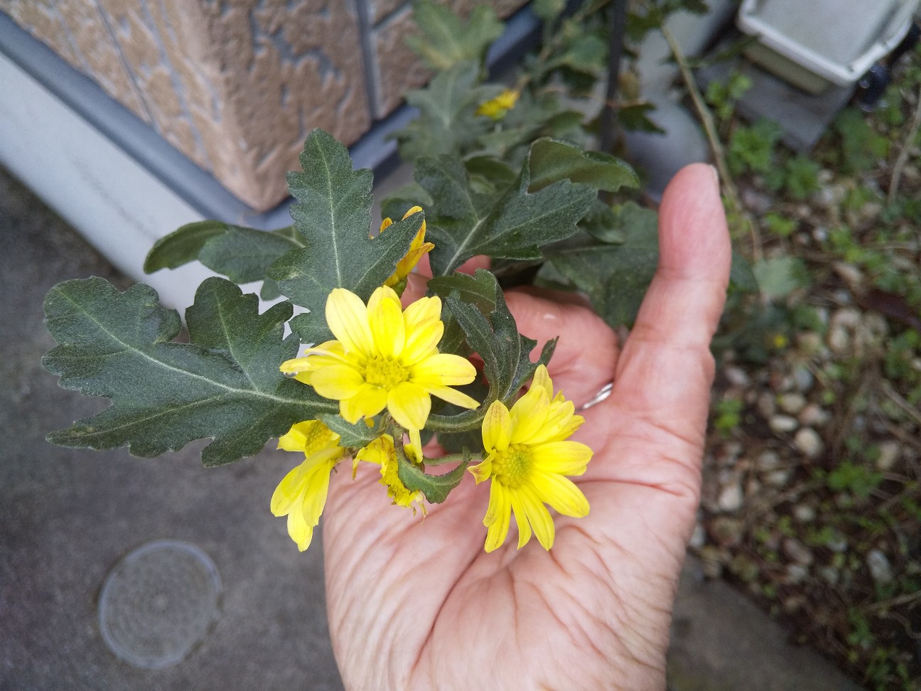 f:id:hrkhogitivu:20201127071629j:image f:id:hrkhogitivu:20201127071629j:image