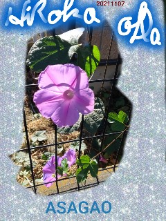 f:id:hrkhogitivu:20211113150058j:image