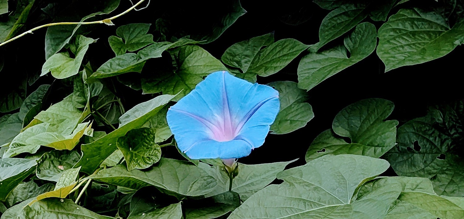 f:id:hrkhogitivu:20220808111220j:image