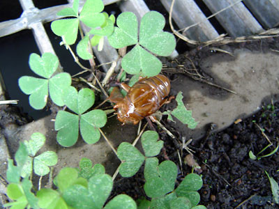 f:id:hrmoon:20090730130706j:image