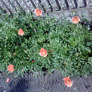 20100522223113