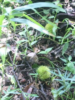 f:id:hrppt366:20110904110026j:image