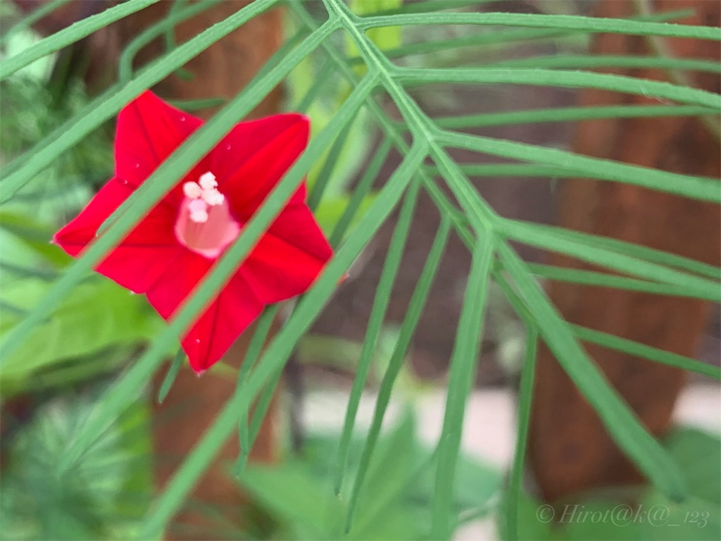 f:id:hrtk_1832_izm:20190824231903j:image