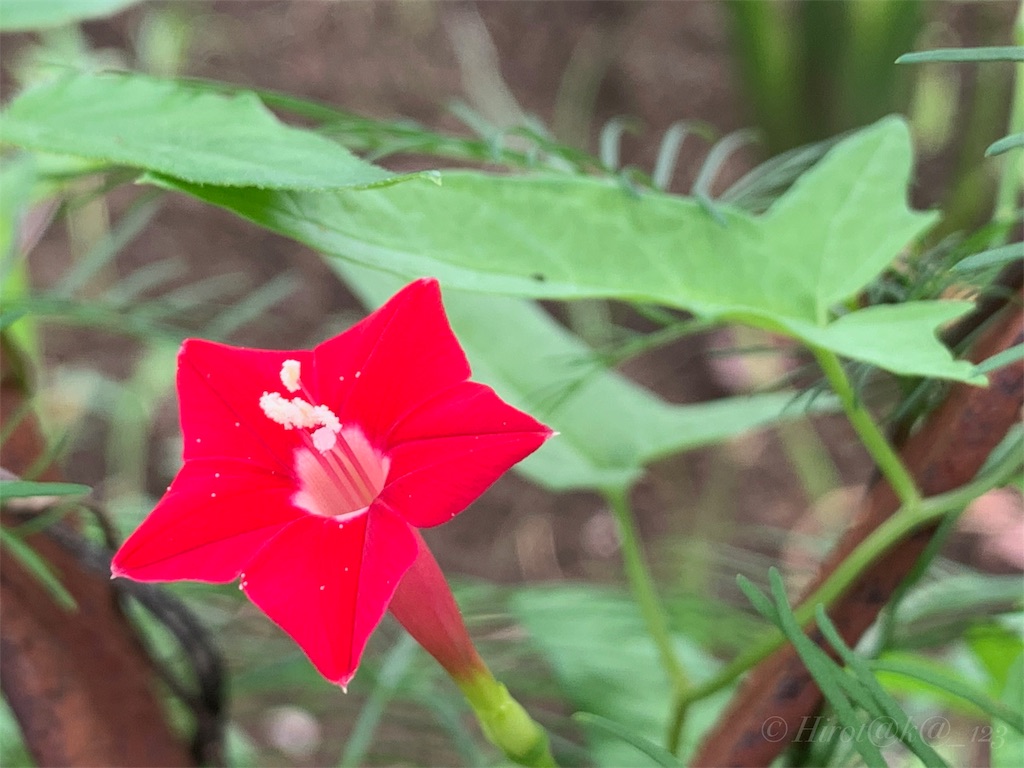 f:id:hrtk_1832_izm:20190824232719j:image