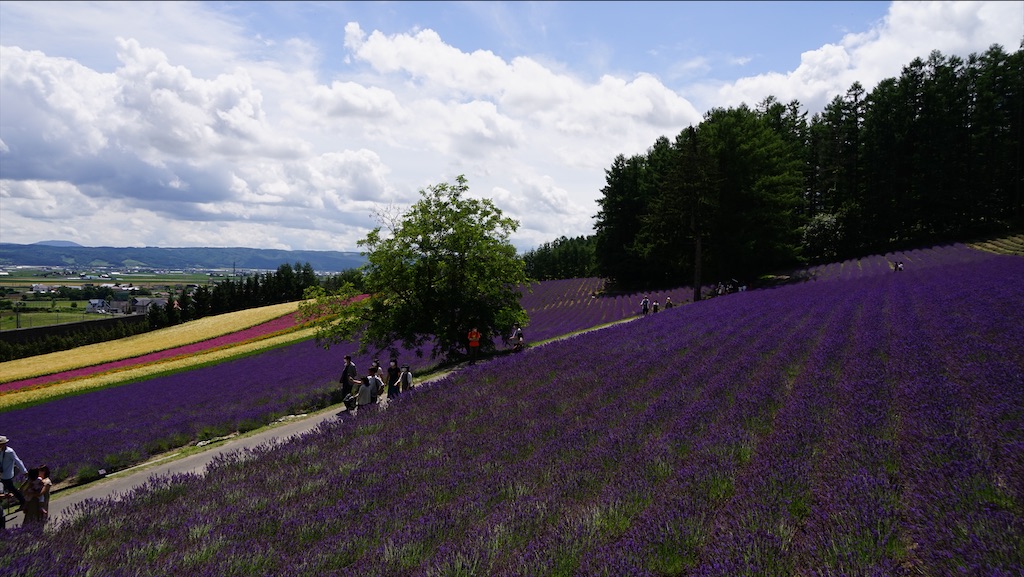 f:id:hs_nozomizo13:20200826220349j:image f:id:hs_nozomizo13:20200826220349j:image