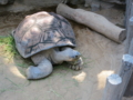 [風景]上野動物園