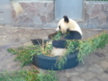 [風景]王子動物園