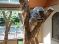 [風景]王子動物園