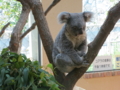 [風景]王子動物園