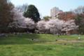 [さくら] うずまき公園