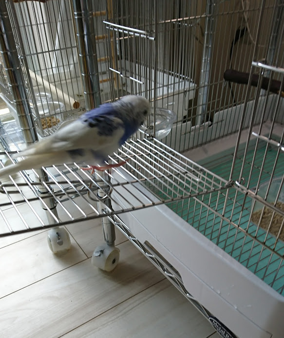 インコのケージの掃除について 青空のインコ達 インコと飼主の日記