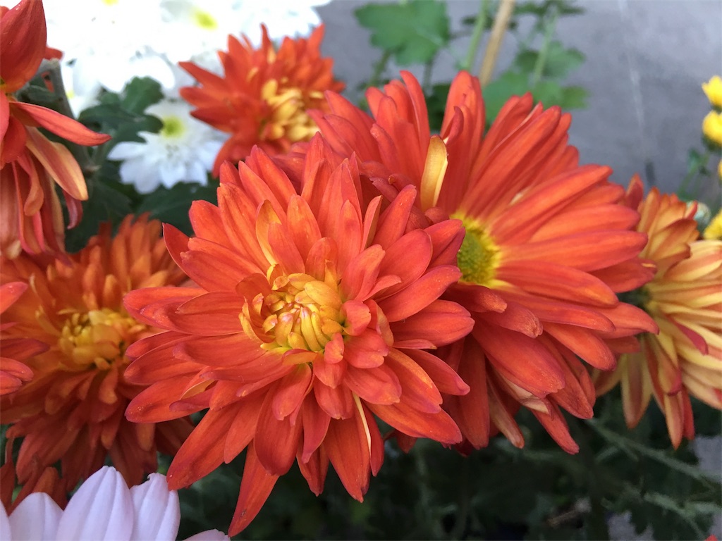 f:id:hsprei:20181119220334j:image
