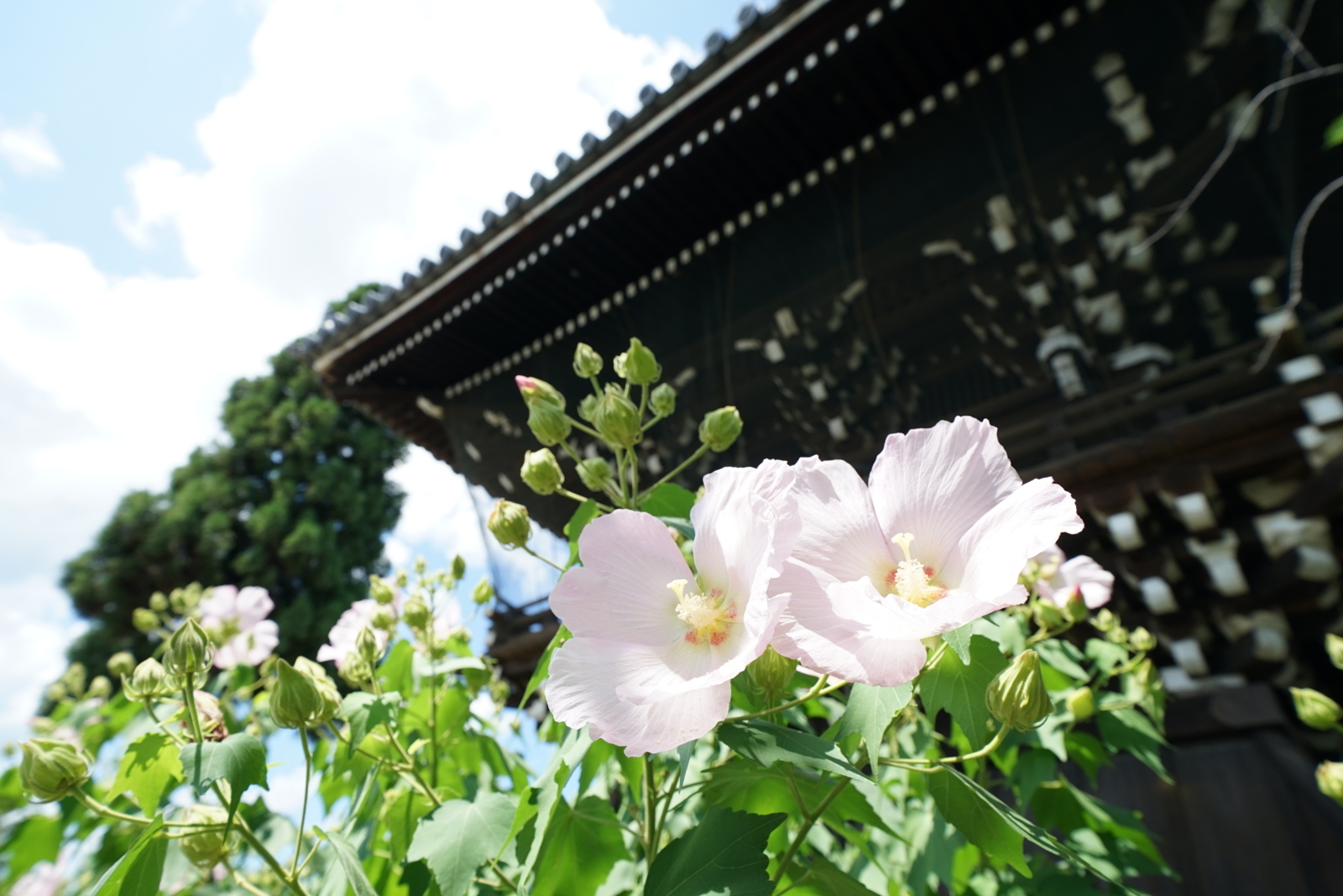 f:id:htaniku2:20170819125838j:image
