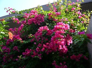f:id:htanisan:20080912223151j:image