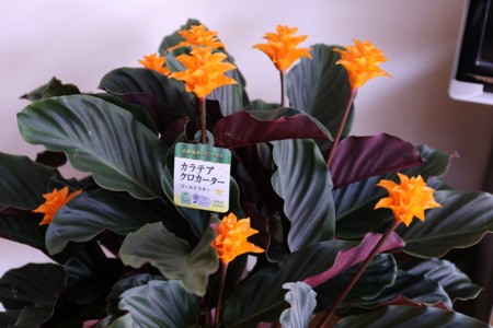 f:id:htanisan:20130324144604j:image f:id:htanisan:20130324144604j:image