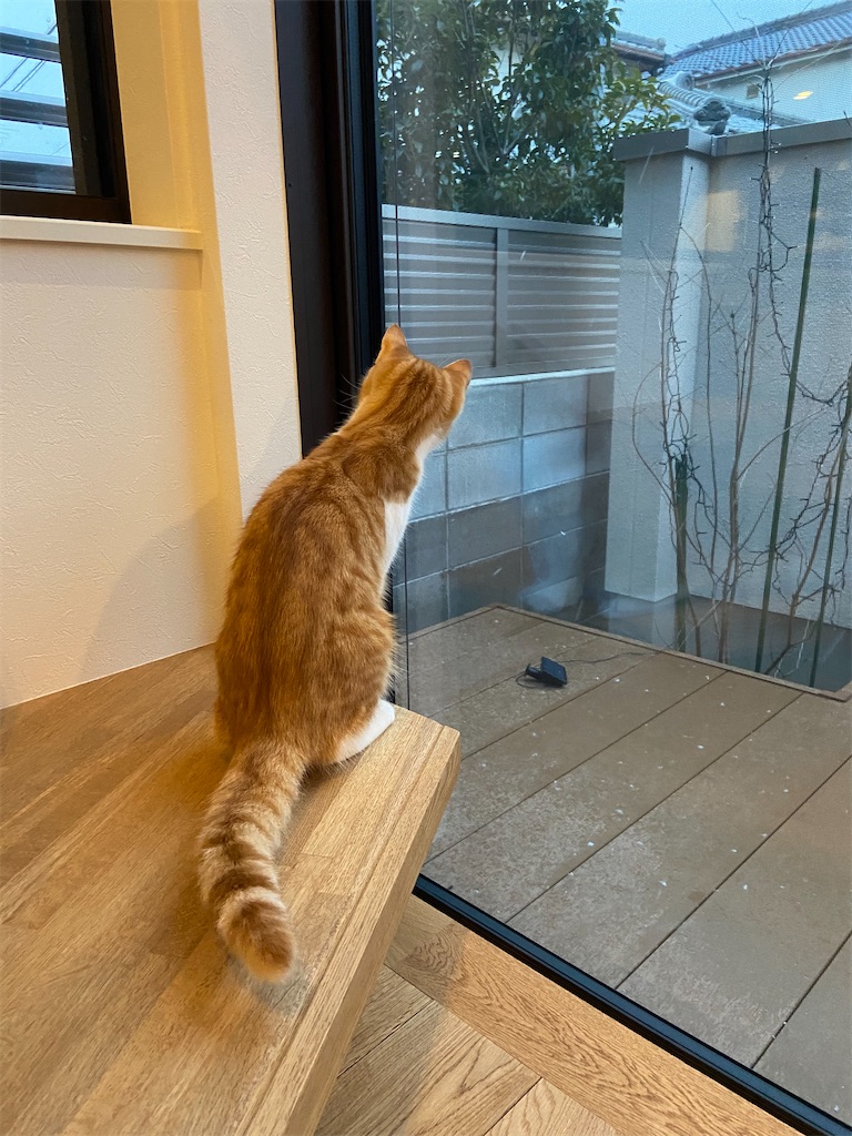 長足マンチカンってどうよ - しゅう君の気ままな生活, image size:768x1024