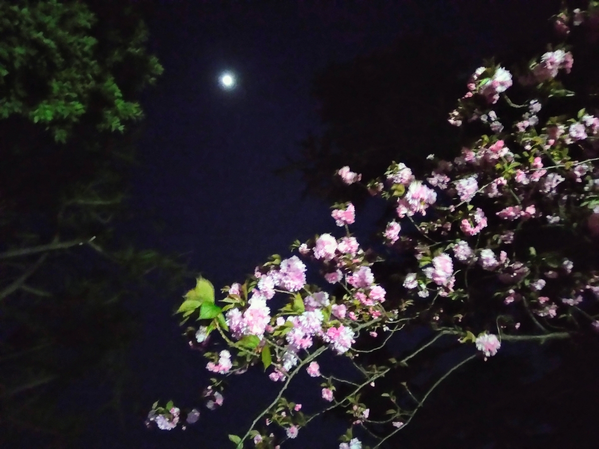 f:id:htnmiki:20190415203704j:plain f:id:htnmiki:20190415203704j:plain