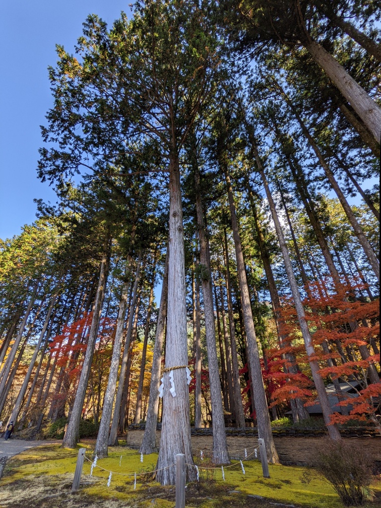 f:id:htnmiki:20211106094234j:plain