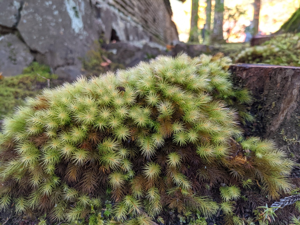 f:id:htnmiki:20211106094341j:plain