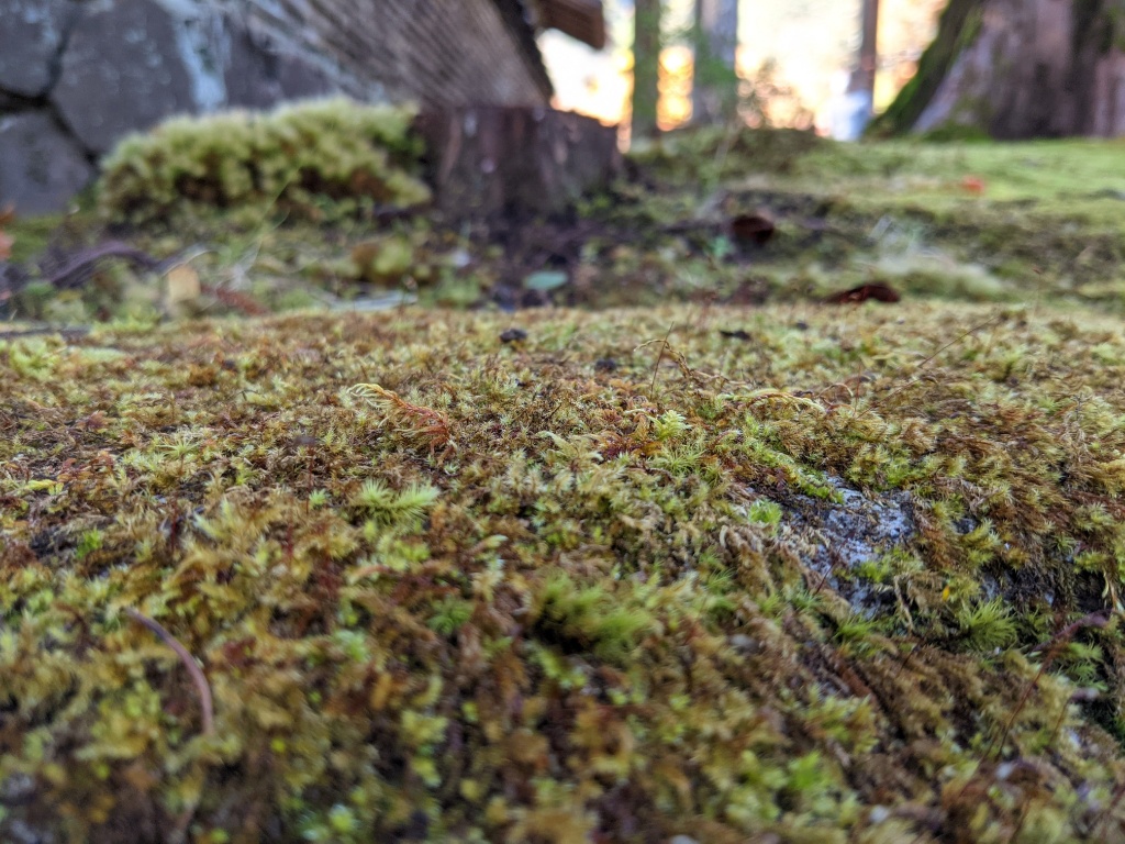 f:id:htnmiki:20211106094355j:plain