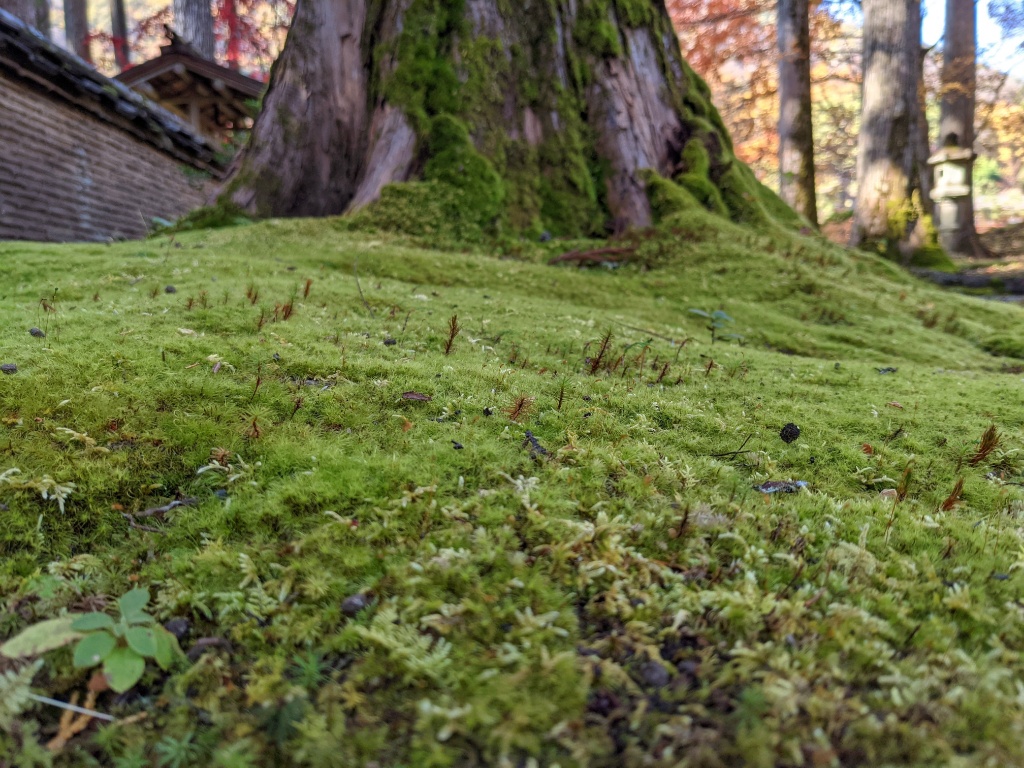 f:id:htnmiki:20211106094409j:plain