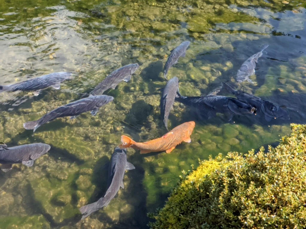 f:id:htnmiki:20211106095032j:plain