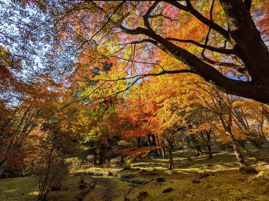 f:id:htnmiki:20211106095050j:plain