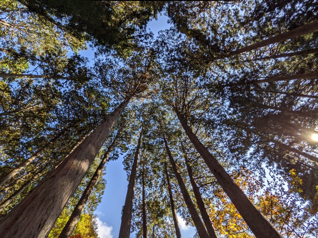 f:id:htnmiki:20211106095105j:plain