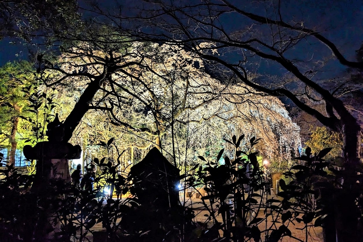 中院・しだれ桜ライトアップー川越週末散歩 - 週末旅ブログ、季節を