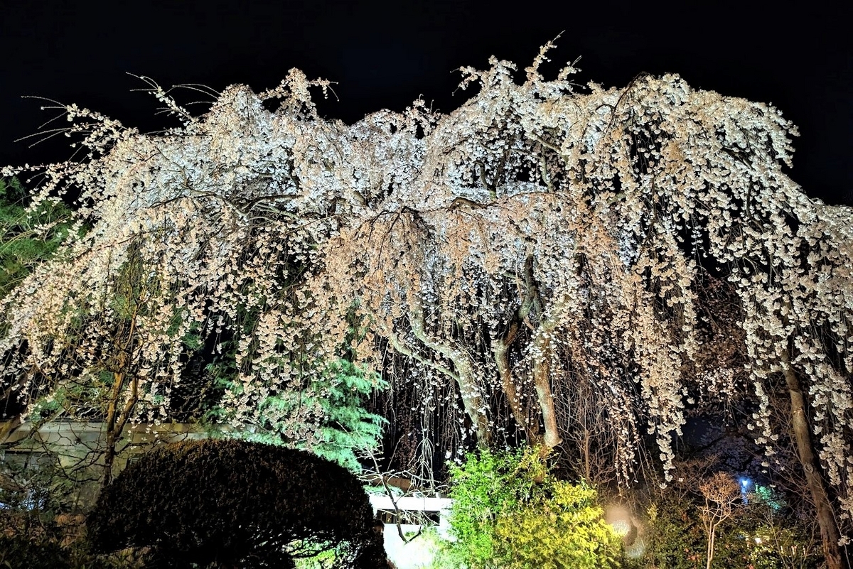 中院・しだれ桜ライトアップー川越週末散歩 - 週末旅ブログ、季節を