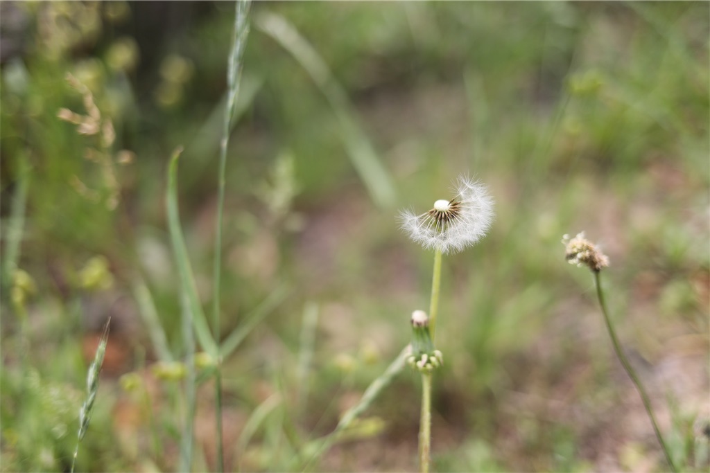f:id:htyanaka:20190602135252j:image