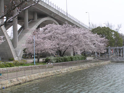 橋の高架下の桜