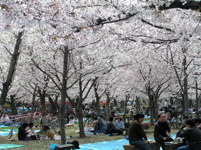 城北公園の花見風景