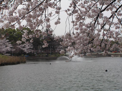 城北公園の噴水と桜