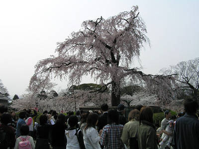 円山公園の枝垂桜