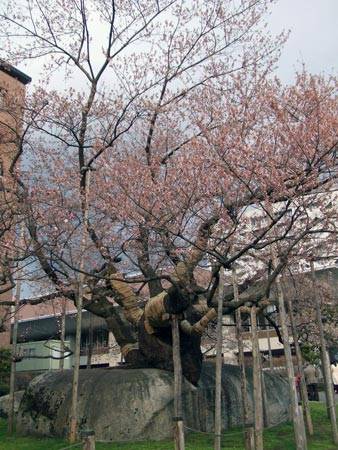 石割桜３